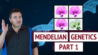 Mendelian Genetics  Part 1 [upl. by Ettegdirb32]