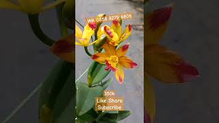 Anggrek Cattleya Taiwan  ID Startrack Golden Tiger Ready Plant Rimbun Siap Berbunga Order Now ‼️‼️ [upl. by Naujad]