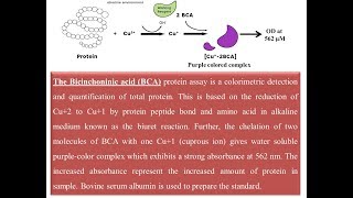 Protein Quantification using BCA method [upl. by Leugim135]