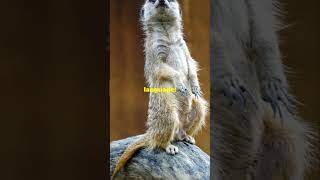 Meerkat Magic 5 Facts You Must Know [upl. by Yslehc]