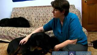 How to Detect Hearing Loss in a Dog [upl. by Ezzo]