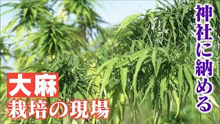 違法薬物のはず？全国でわずか10軒ほど…大麻を栽培する人たち [upl. by Oinegue]