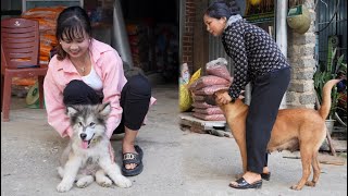 Vaccinate the Alaskan dog to prevent disease Pick cucumbers to sell at the market [upl. by Sowell]