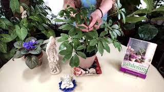 Schefflera Plant Care What to Know [upl. by Rozina]