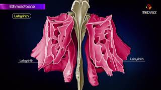 Ethmoid bone anatomy  Head and neck Animated osteology  MBBS  FMGE and NEET PG [upl. by Holub935]