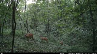 Fawns Turkeys amp Raccoons Orig amp West Locations Iowa Trail Cams 8102024 to 8172024 trailcam [upl. by Orman188]