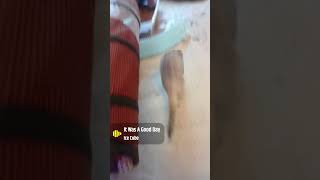 Ferrets making a mess ferret ferretdad playtime shorts dirty adorable pets [upl. by Doroteya]