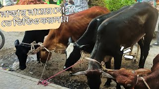 মান্ডার মায়ের দোয়া গোস্ত বিতানের ভিডিও beef price in Bangladesh গরুগরুরবাজার [upl. by Greeley]