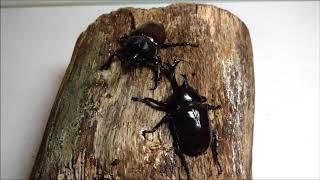 Beetle fight 3 rounds Japanese kabutomushi rhino beetle allomyrina dichotoma [upl. by Donough]