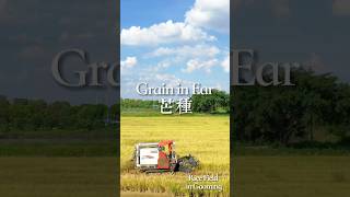 Grain in Ear  Harvest Season  24 Solar Terms 9 [upl. by Anne-Marie]