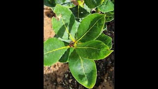 Bay leaf plant Repotting [upl. by Tennaj]