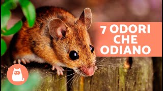 7 ODORI CHE TOPI E RATTI ODIANO 🐀❌ Non li sopportano [upl. by Ained]