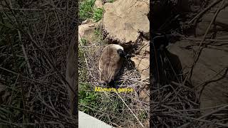 What is this goose doing Hope she doesn’t catch me this close homestead nesting tulsazoo [upl. by Block341]