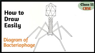 Bacteriophage Diagram easily step by step for beginners [upl. by Betteanne]