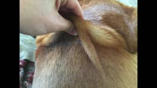 How to give a SubQ injection to a dog [upl. by Balch]