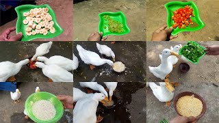 Duck Food  Duck Feed  Pets Food and Care [upl. by Akilaz]