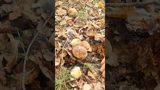 🫶🍄‍🟫🍄‍🟫🍄‍🟫boletus fungi mushrooms porcini грибочки pilze grzyby gribi shorts грибы houby [upl. by Bedad]