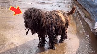 Perro callejero con pelo enmarañado frío y solitario sin comida [upl. by Gnuoy]