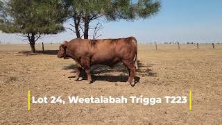 Golden Advantage Bull sale 101024 1pm 30 Gelbvieh and Gelbvieh Cross bulls [upl. by Ilowell]