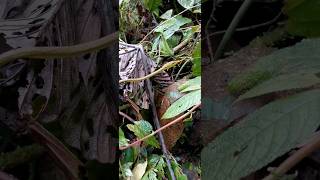 Oxybelis vine snake 🇨🇷 Costa Rica [upl. by Itin]