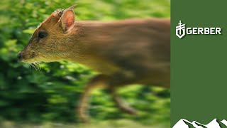 Shooting running muntjac with an Aimpoint [upl. by Arbma]