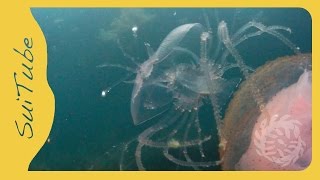 Hitchhiking Slipper Lobsters Phyllosoma Larva Japan [upl. by Luzader151]