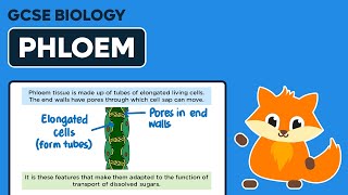 Phloem  GCSE Biology [upl. by Landing]