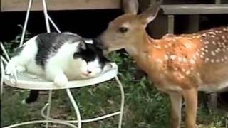 Deer Gives Kitty Licks of Love PetTube [upl. by Adolf]