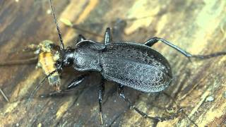 Carabus carinthiacus [upl. by Nail]