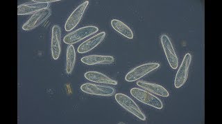 Paramecium caudatum [upl. by Glynda]