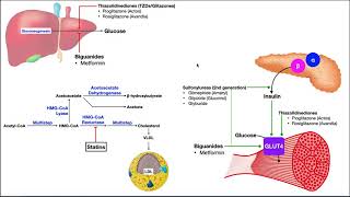 Pharmacology of Diabetes Mellitus  Mechanisms of Action [upl. by Nyrrat]