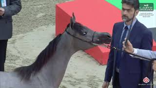 Sharjah A H Festival 2024 UAE BRED Class 1A [upl. by Bevan]