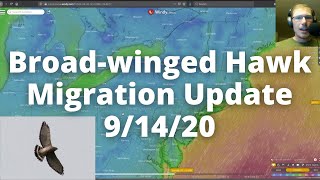 2020 Broadwinged Hawk Migration Update and Prediction 91420 [upl. by Alejo]