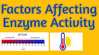 Factors affecting enzyme activity  Factors influencing enzyme activity [upl. by Aika693]