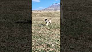 11 AYLIK ASLAN kopek doğa kangaldog köpek kangal animals kopekler köy doggerel music [upl. by Niuq502]