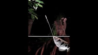 Toxotes jaculatrix  Archerfish hunt by shooting jets of water [upl. by Mascia915]