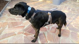 Ruffwear Load Up Harness Hundeautogeschirr Sicherheitsgeschirr [upl. by Bethesda]