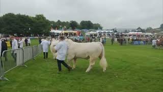 Charolais Judging at the Royal Welsh Show 25th July 2023 [upl. by Icyaj]