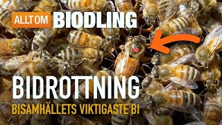 Bidrottning  Bisamhällets viktigaste bi  Honungsbin [upl. by Atterol670]