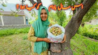 Almond Harvesting  Village Vlog  Vlogs New Video [upl. by Liagibba]