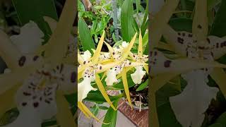 Bratonia Green Parrot Beautiful green yellowish spider blooms semihydro orchid flowers [upl. by Akemeuwkuhc]