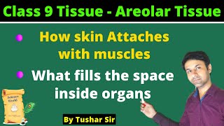 Areolar connective tissue  Areolar tissue kya hota hai  What is areolar tissue [upl. by Eissac]