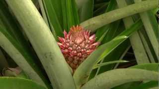 DOLE  Growing Pineapples [upl. by Eimia]