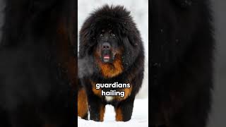 Tibetan Mastiff [upl. by Maccarone]