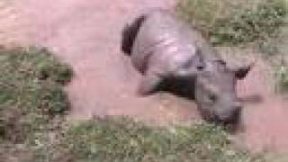 Cute Baby Black Rhino [upl. by Aerahs507]