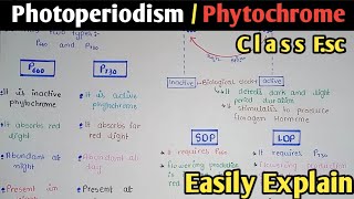 Photoperiodism  SDP  LDP  Phytochrome  Class 12 In Urdu amp Hindi [upl. by Aires191]