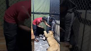 Lion Plying on boy 😧🥺 loinie tiger india jagal animals trending video short shorts [upl. by Materi]