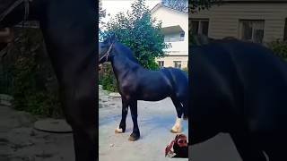 Black horse riding training zuljinah horse horse лошади horselover топ horseridding rek [upl. by Adallard]