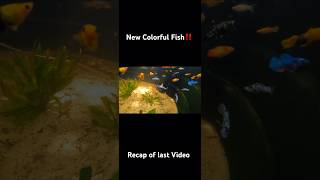 New Mollies fyp aquariumfish tropicalfish aquaticfish mollies ponds viralshorts fishvideo [upl. by Neiman]