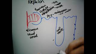 The Nephron GCSE [upl. by Eldreeda567]